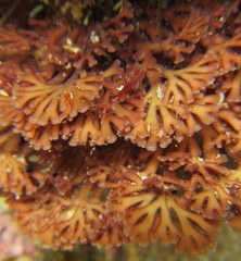 Melanthalia