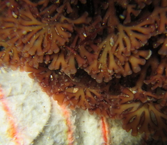 Melanthalia