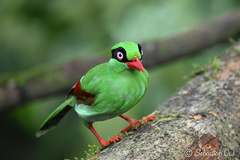 Bornean Green Magpie photo 1