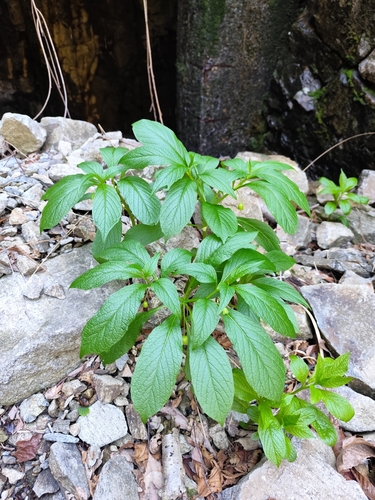 Image of Scopolia carniolica by (c) Matteo Negro, some rights reserved (CC BY-SA)
