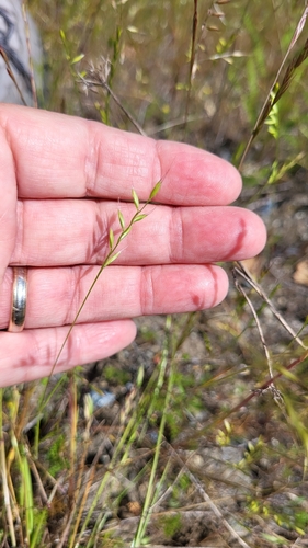 Image of Festuca microstachys by (c) D Defreese, some rights reserved (CC BY)