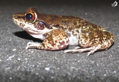 Thoropa miliaris