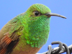 Saucerottia beryllina