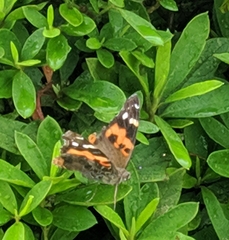 Vanessa indica indica