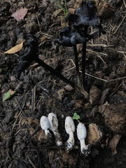 Coprinus sterquilinus