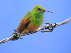 Saucerottia beryllina