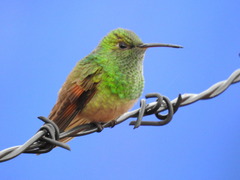 Saucerottia beryllina