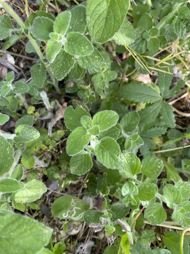 Lesser calamint (Calamintha nepeta)