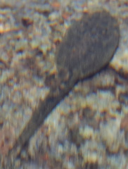 Rana boylii