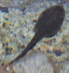 Rana boylii