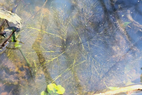 Image of Rorippa aquatica by (c) Dominic, some rights reserved (CC BY)