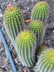 Trichocereeae