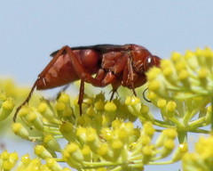 Tachypompilus unicolor