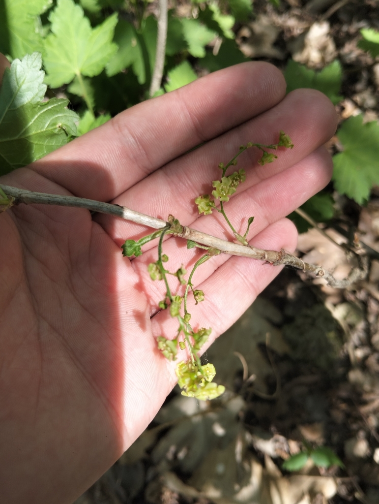 Резиденція святого миколая волинська область