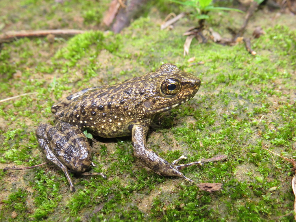 Rio Big-Tooth Frog