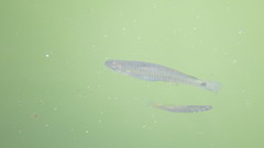 Pseudoxiphophorus bimaculatus