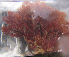 Melanthalia