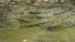 Pseudoxiphophorus bimaculatus