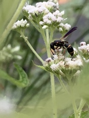 Parancistrocerus histrio