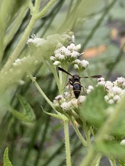 Parancistrocerus histrio