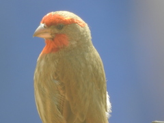 Haemorhous mexicanus