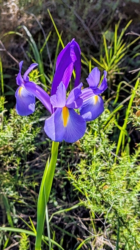 Avistamiento Iris azul de las marismas (Iris xiphium)