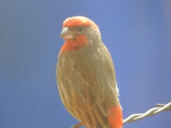 Haemorhous mexicanus