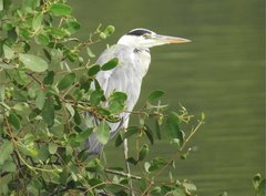 Ardea cinerea
