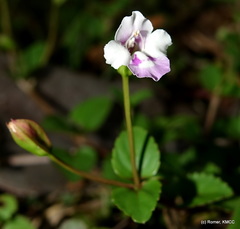 Linderniaceae