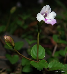 Linderniaceae