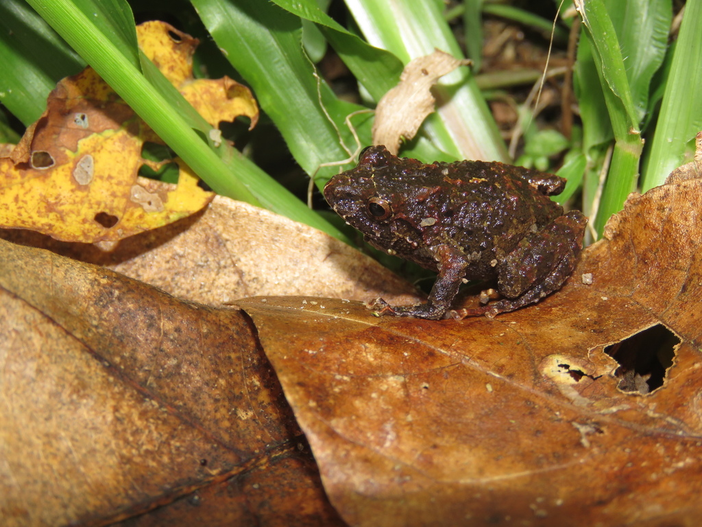 Iguape Robber Frog