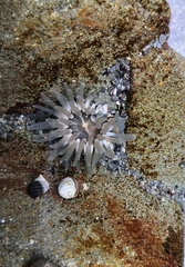 Aulactinia stella