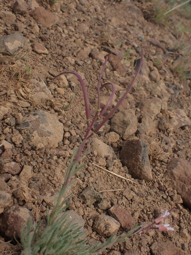 Image of Cusick Rockcress (Boechera cusickii) by no rights reserved