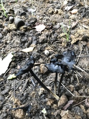 Coprinus sterquilinus