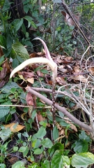 Amorphophallus variabilis