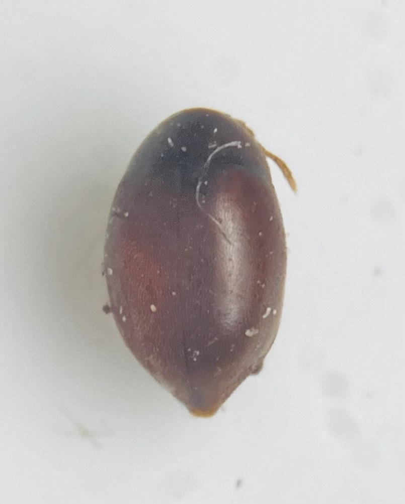 Lederina