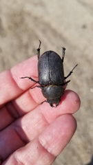 Lucanus mazama