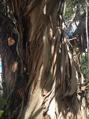 Eucalyptus curtisii