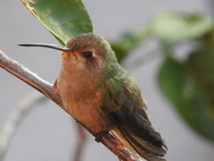 Cynanthus latirostris