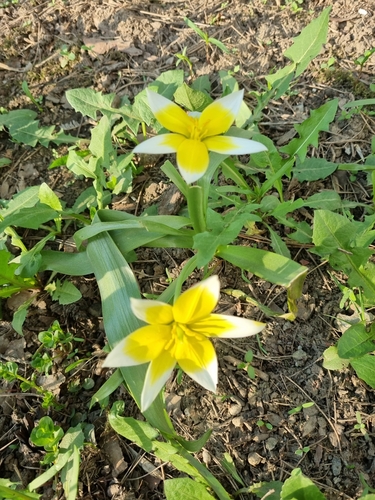 Late Tulip (Tulipa tarda)