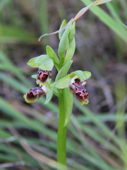 Ophrys umbilicata flavomarginata