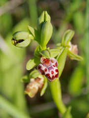 Ophrys umbilicata flavomarginata