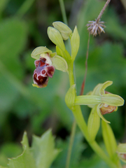 Ophrys umbilicata flavomarginata