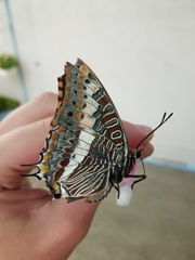Charaxes
