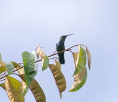 Eulampis holosericeus