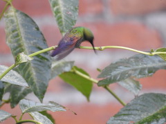 Saucerottia beryllina