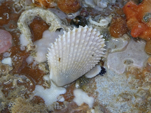 Lima vulgaris observed 2012-09-15