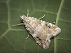 Broca-da-couve (Hellula phidilealis)