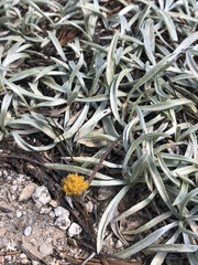 Raillardella argentea