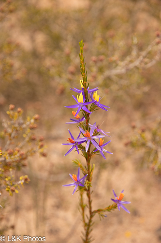 Calectasia gracilis (Calectasia gracilis)